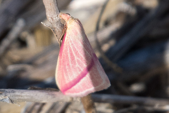 Rhodometra sacraria 8835