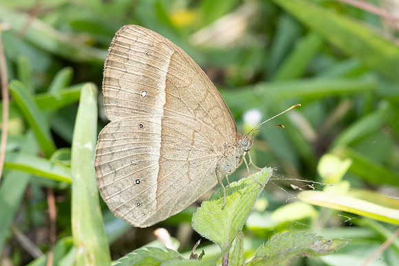 Mycalesis gotama-5138