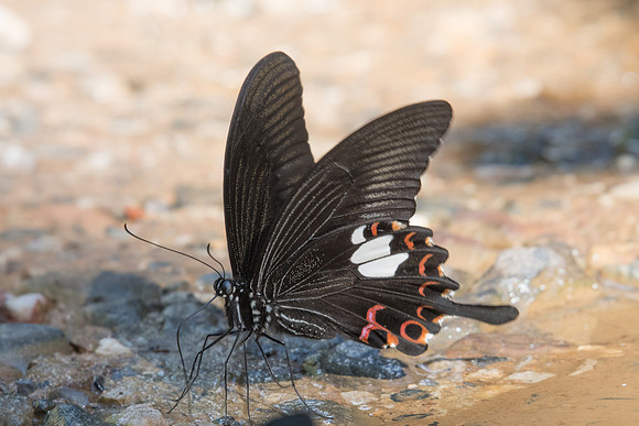 Papilio helenus-0293 -  Chiang Dao - 16/11/23