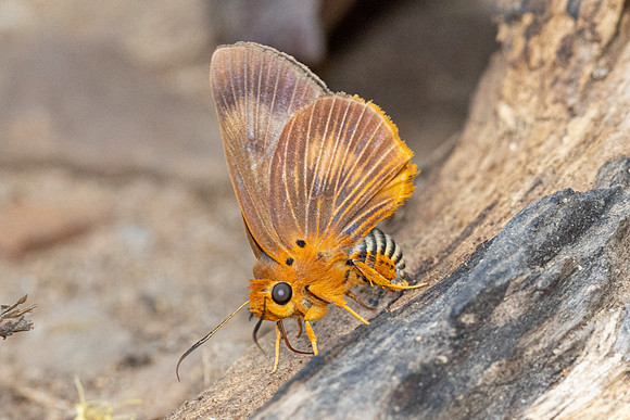 Burara harisa-1986 - Chiang Dao - 18/03/24