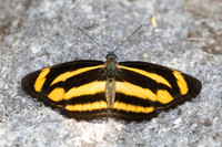 Neptis zaida-5531 - Doi Inthanon - 24/03/24