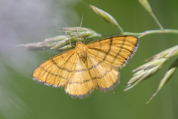 Idaea aureolaria-2782 - Bayasse