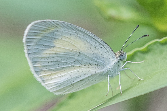 Eurema daira-1656