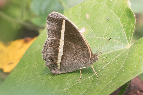 Mycalesis malsara-3890 - Chiang dao - 12/03/23