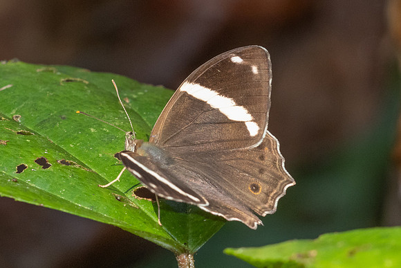 Lethe confusa-4302 - Chiang Dao - 22/03/24