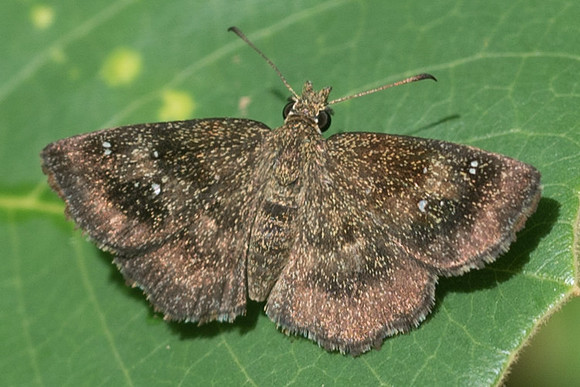 Staphylus ascalaphus -2191