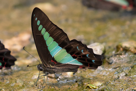 Graphium sarpedon -2158- Chiang Dao  - 11/03/23