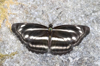Neptis nashona aagaardi -5258