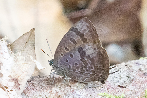 Arhopala agaba -6244 - Doi-Suthep - 26/03/24