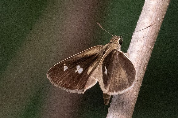 Suada swerga-2934 - Chiang Dao - 19/03/24