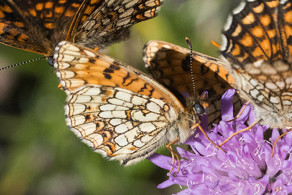 Melitaea diamina ssp vernetensis-4587 - Bolquere - 18/07/23