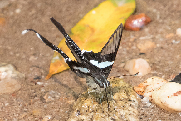 Lamproptera meges virescens-7560 Doi-Suthep - 10/03/23