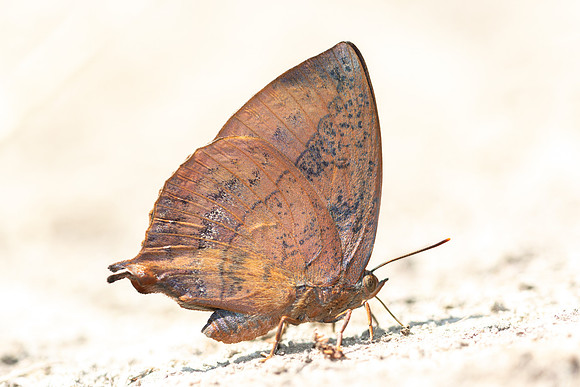 Amblypodes anita anita-4864- Doi Inthanon - 25/03/25