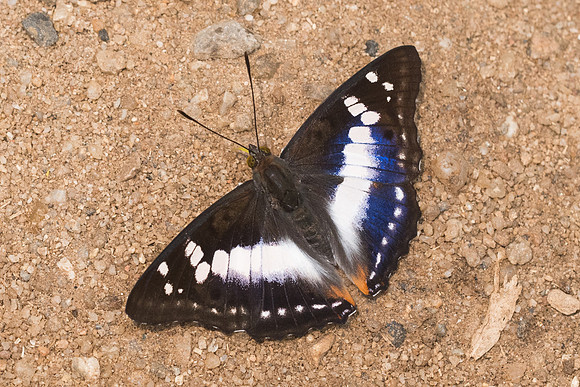 Mimathyma ambica miranda-0898- Chiang Dao  - 11/03/23