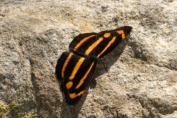 Neptis ananta -3570