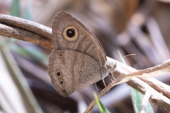 Ypthima Savara-5995 - Doi Suthep - 26/03/24
