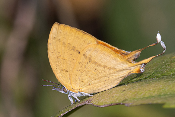 Loxura atymnus - 7075 - Doi-Suthep - 28/03/24