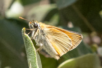 Thymelicus sylvestris-7735 - St Mandrier sur mer - 1/06/25