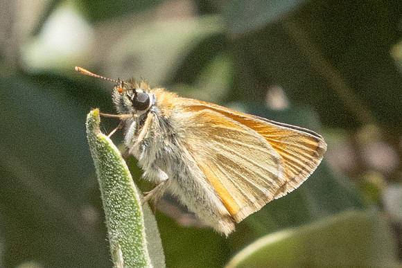 Thymelicus sylvestris-7735 - St Mandrier sur mer - 1/06/25