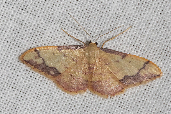Idaea ostrinaria-7752
