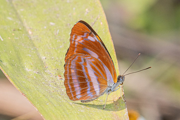 Neptis ananta-2976 - Doi Suthep (1180m) - 21/03/25
