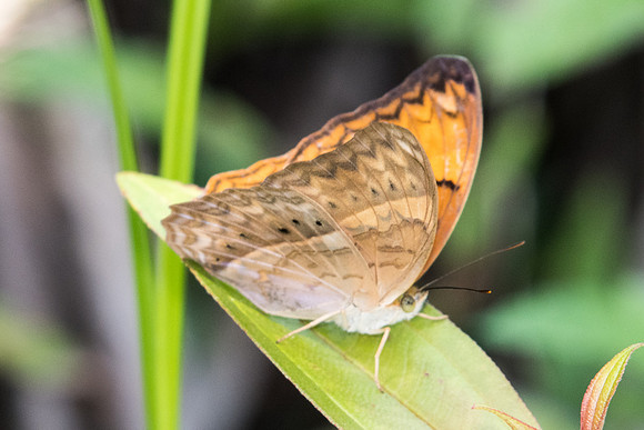 Cirrochroa tyche rotundata-9240 - Koh Samui - 16/03/23
