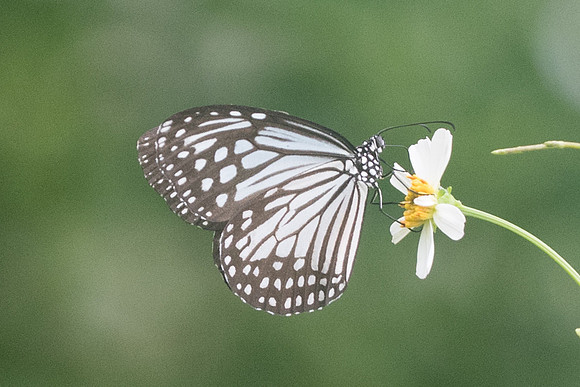 Parantica aglea melanoides-3796 - Krabi - 22/11/23