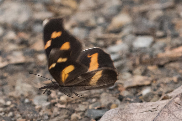 Libythea myrrha sanguinalis-7064 - Chiang mai - 14/03/23