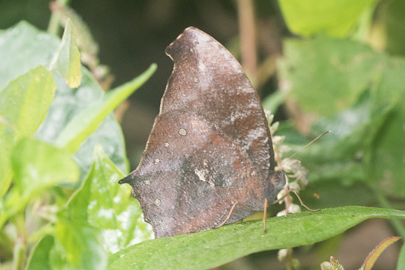 Melanitis phedima ganapati-9855 - Chiang Dao - 16/11/23