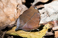 Doleschallia bisaltide -0760 - Chiang Dao - 16/11/23