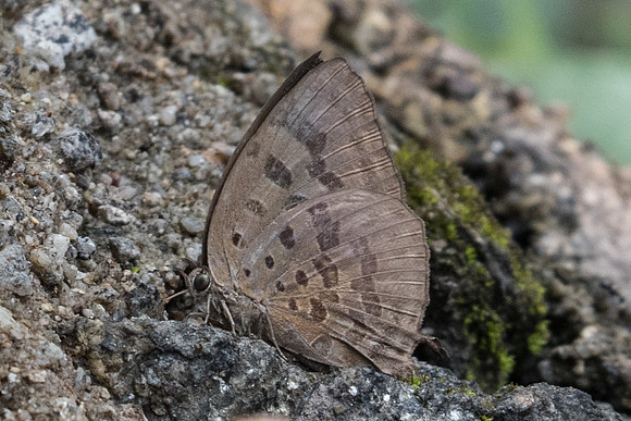 Arhopala silhetensis-0925 - Doi-Suthep - 7/03/23
