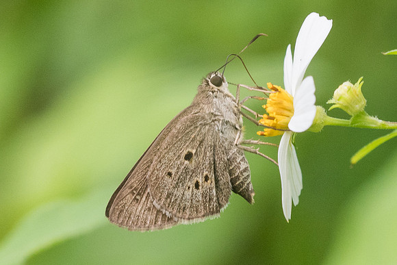 Suastus gremius-4220 - Krabi - 22/11/23