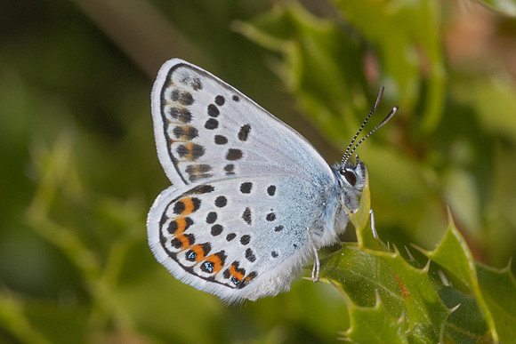 Plebejus argus-7787