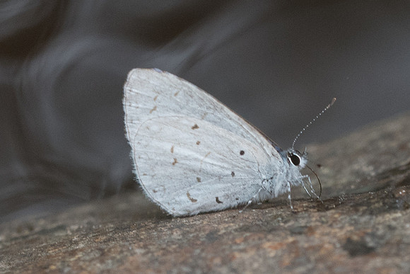 Udara dilecta dilecta-6890 -Doi Suthep -  14/03/23
