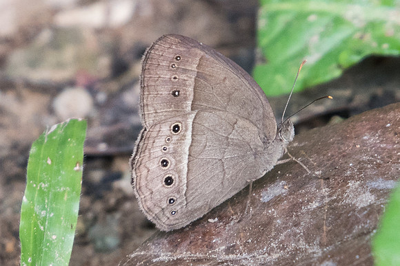 Mycalesis sp-0024 - Chiang Dao - 16/11/23