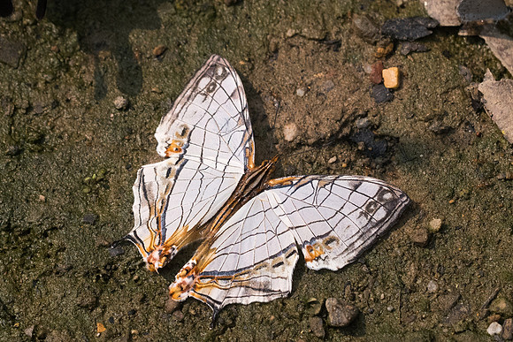 Cyrestis thyodamas thyodamas-9218 - Chiang Dao  - 11/03/23