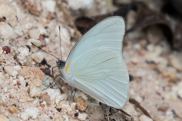 Glutophrissa drusilla-0873