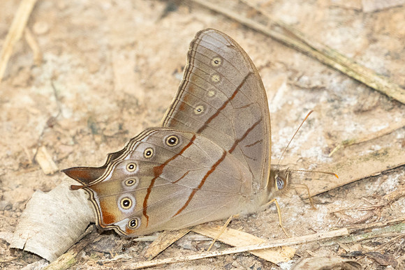 Lethe kansa-2309- Chiang Dao - 19/03/25