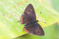Heliophorus epicles-0546 - Chiang Dao - 16/11/23