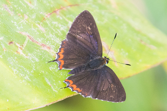 Heliophorus epicles-0546 - Chiang Dao - 16/11/23