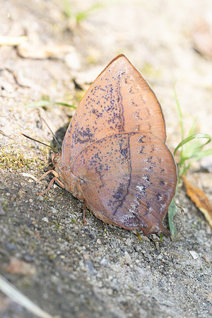 Amblypodes anita anita -4624