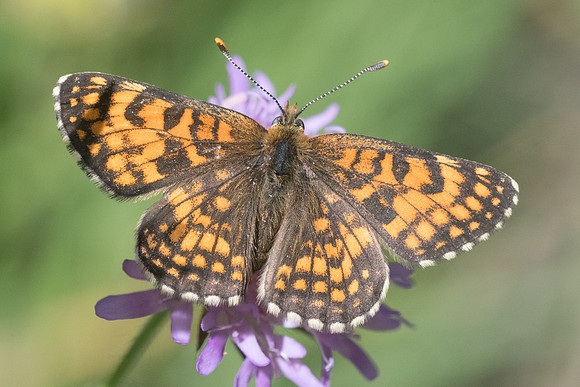 Melitaea diamina ssp vernetensis-4621 - Bolquere - 18/07/23
