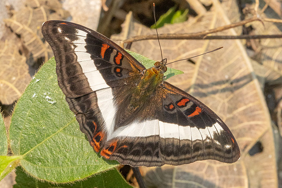 Limenitis dudu secius -1076 - Chiang Dao - 17/03/24