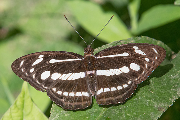 Athyma pravara-0590  - Chiang Dao - 16/11/23