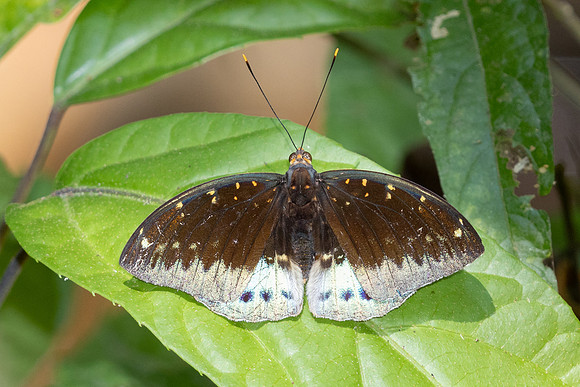 Lexias pardalis-4494
