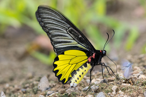 Troides aeacus-3974