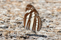 Neptis soma-5297 - Doi Inthanon - 24/03/24