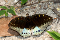 Lexias pardalis-4055