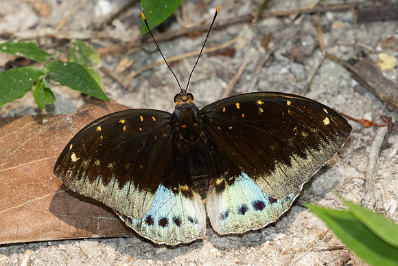 Lexias pardalis-4055
