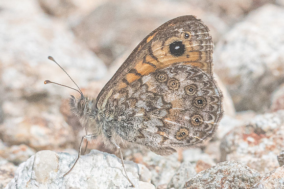 Lasiommata paramegaera-8319 - Vivario - 14/06/23